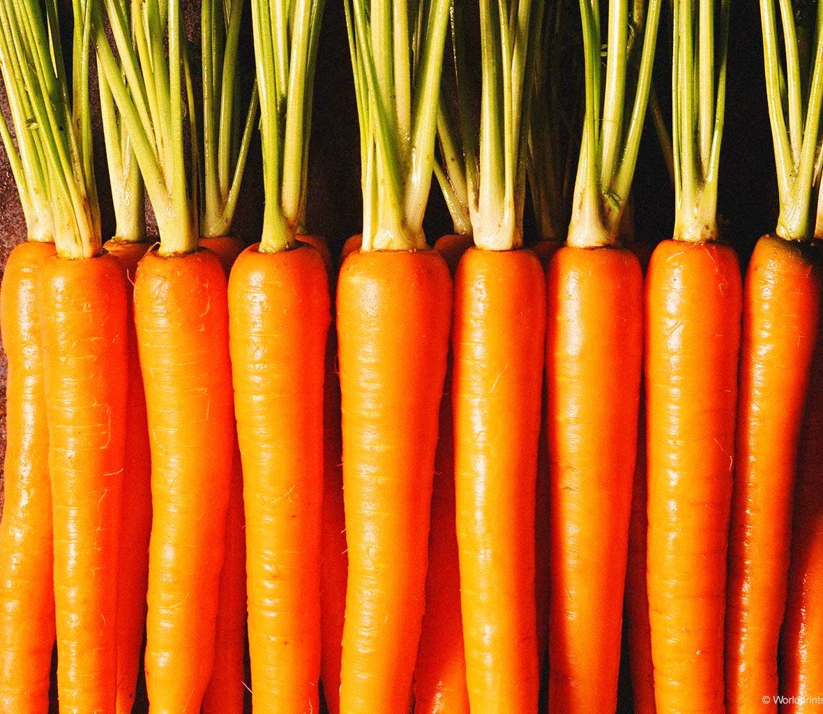 Carrot Powder or         Carrot Juice Powder