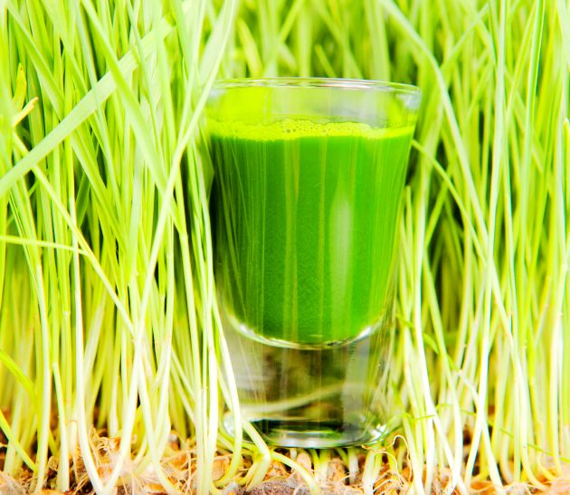 Wheat Grass Powder or Wheat Grass Juice Powder