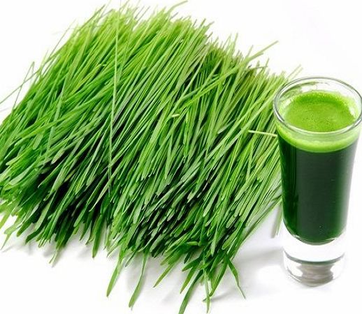 Barley Grass Powder or Barley Grass Juice Powder